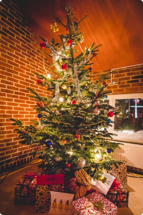 Julkalaset
